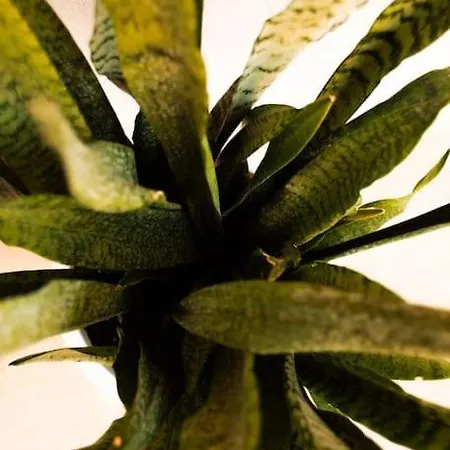 Casa Del Paradiso بيت للعطل *